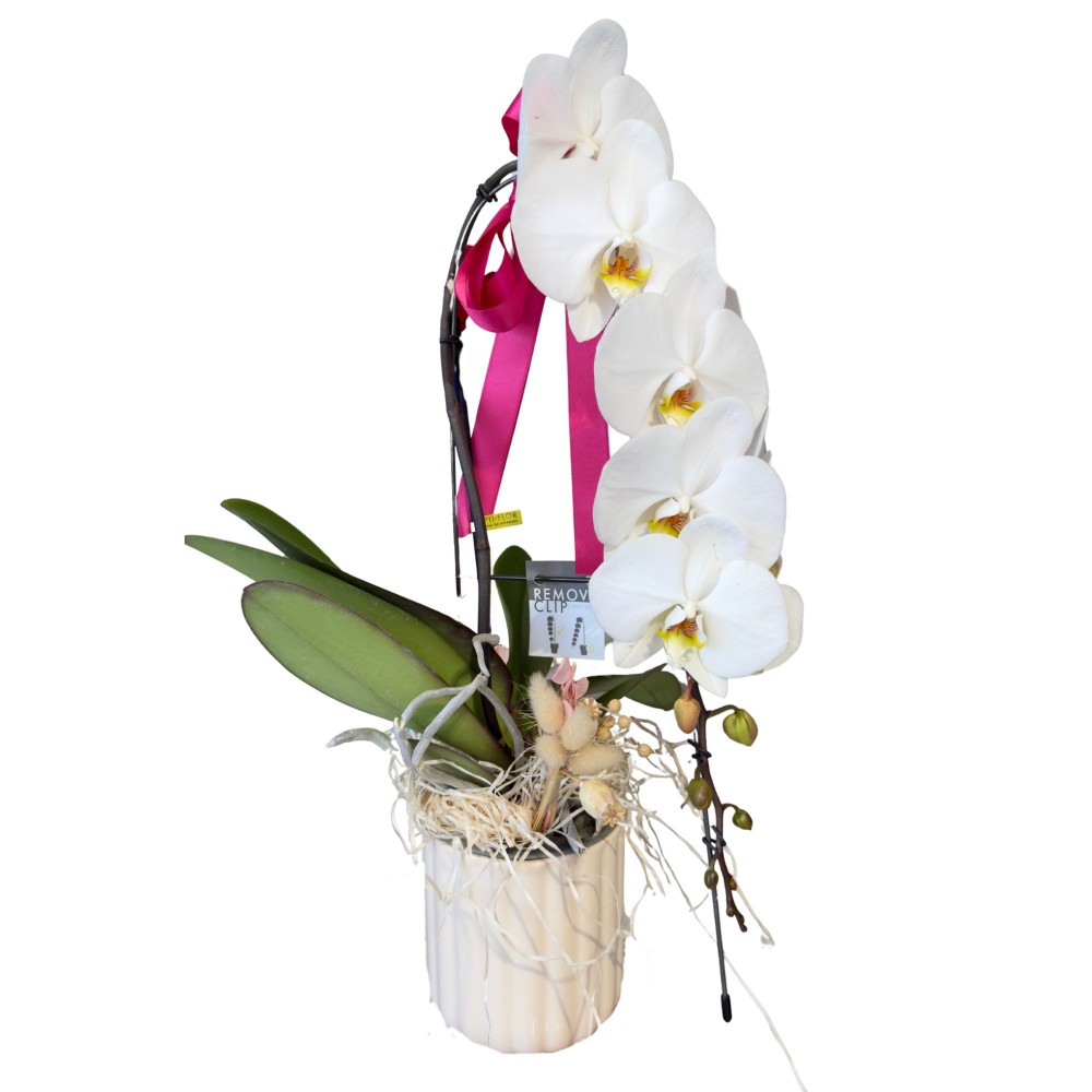 Formidablo Beyaz Orkide